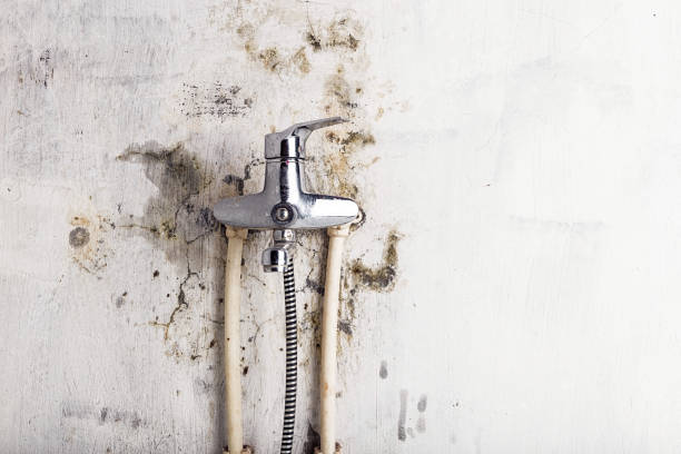 Best Black Mold Removal  in Centereach, NY