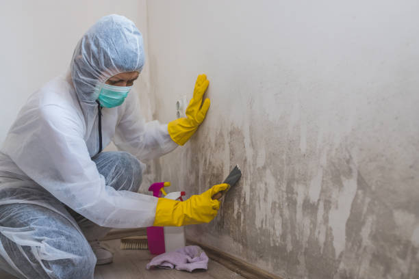 Best Mold Testing and Removal  in Centereach, NY