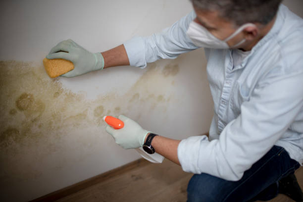 Best Residential Mold Removal  in Centereach, NY