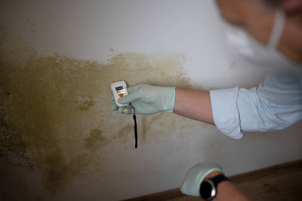 Best Attic Mold Removal  in Centereach, NY