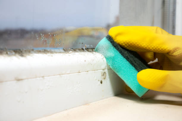 Best Professional Mold Removal  in Centereach, NY