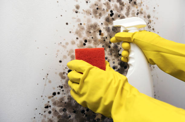 Best Mold Cleaning Services  in Centereach, NY
